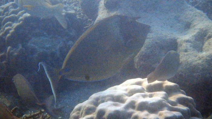Naso unicornis