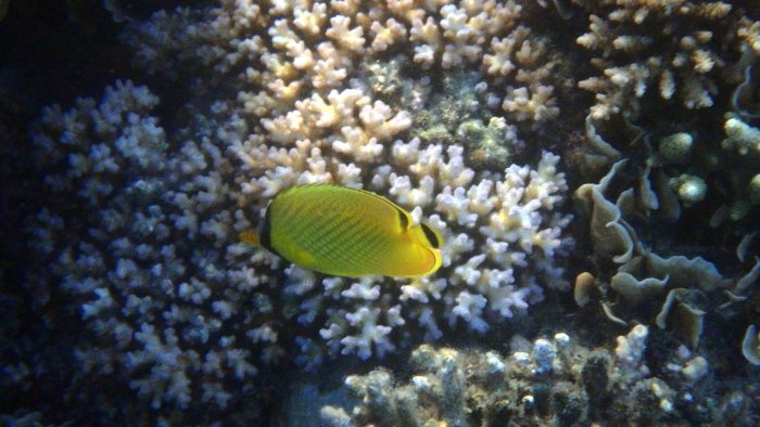 Chaetodon rafflesi