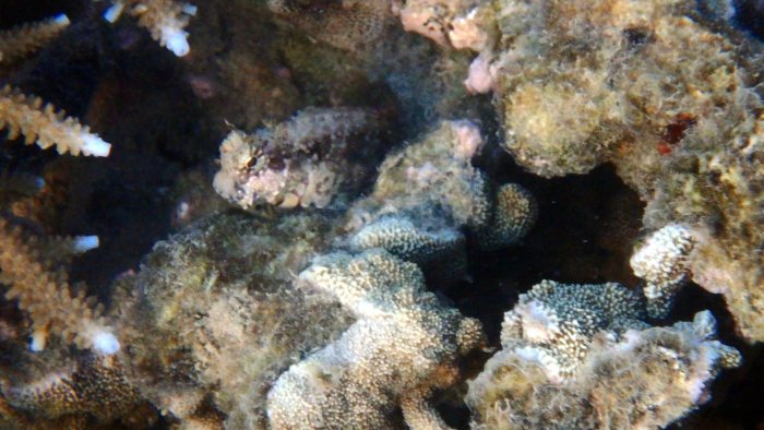 Crossosalarias macrospilus