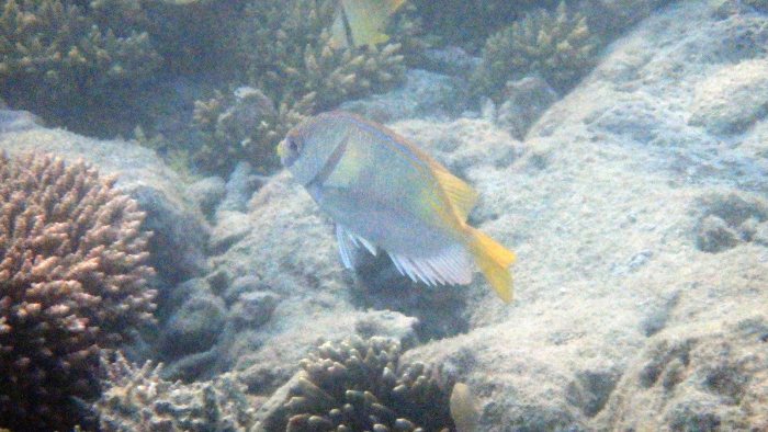 Siganus doliatus