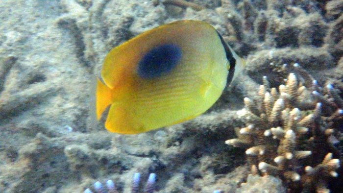 Chaetodon speculum