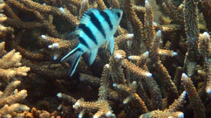 Abudefduf sexfasciatus