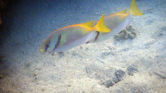 Siganus doliatus