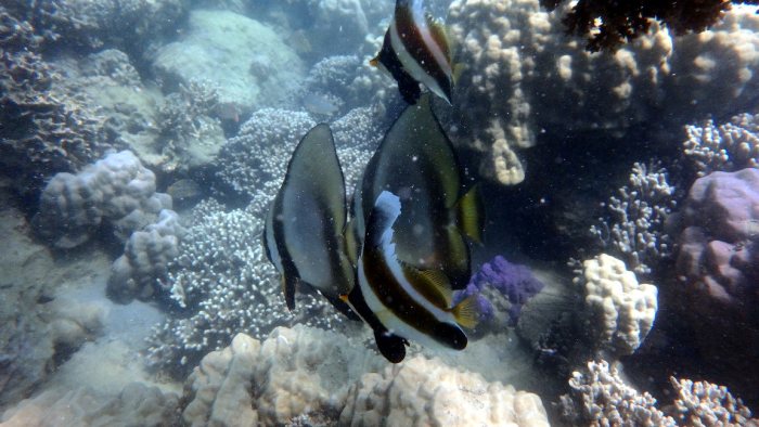 Platax orbicularis