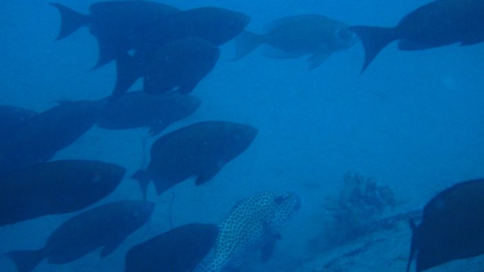 Priacanthus hamrur
