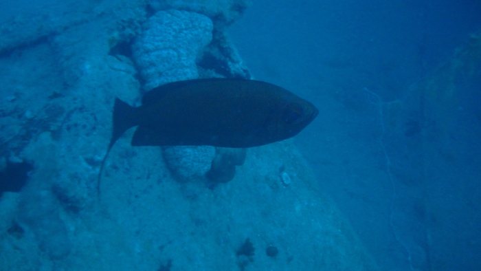 Priacanthus hamrur