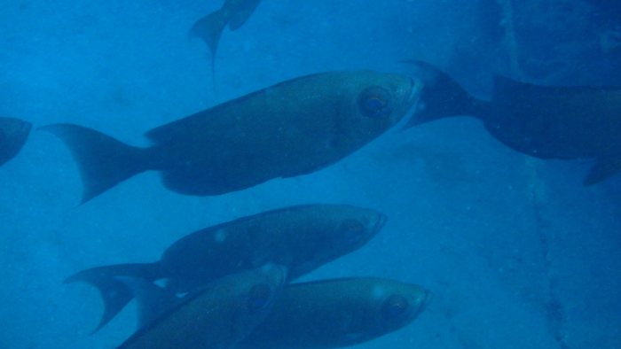 Priacanthus hamrur