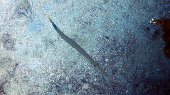 Aulostomus chinensis