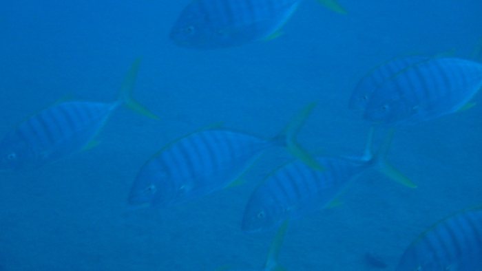 Gnathanodon speciosus