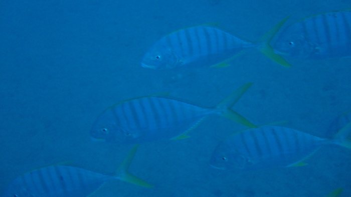 Gnathanodon speciosus