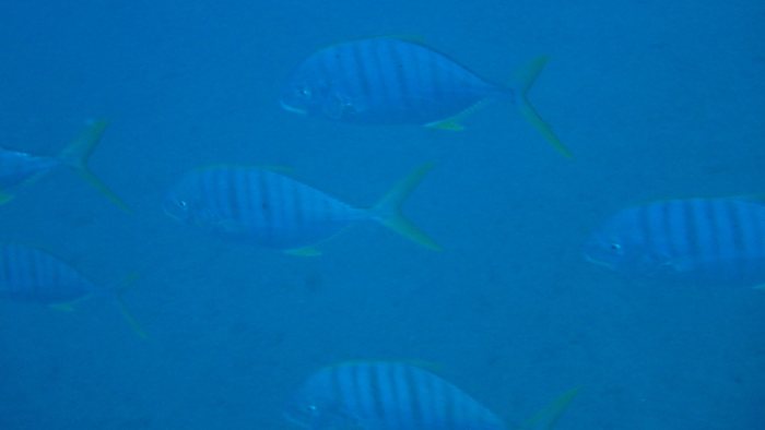 Gnathanodon speciosus