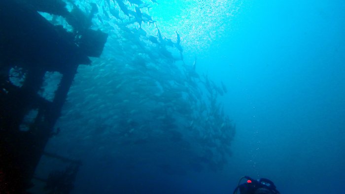 Carangoides gymnostethus
