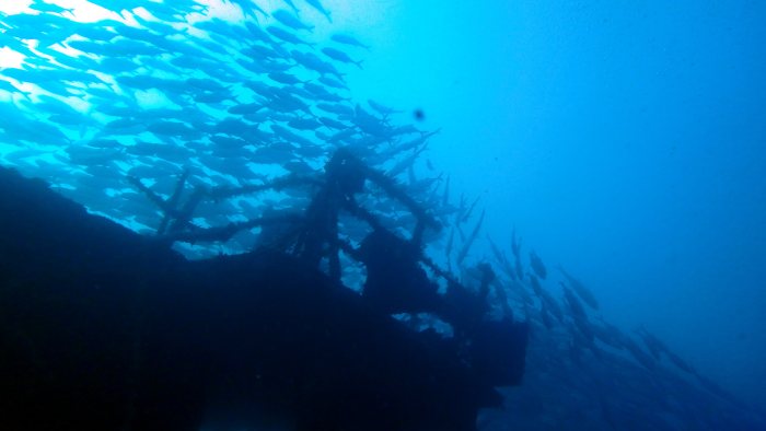 Carangoides gymnostethus