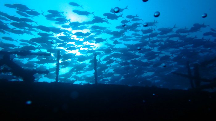 Carangoides gymnostethus