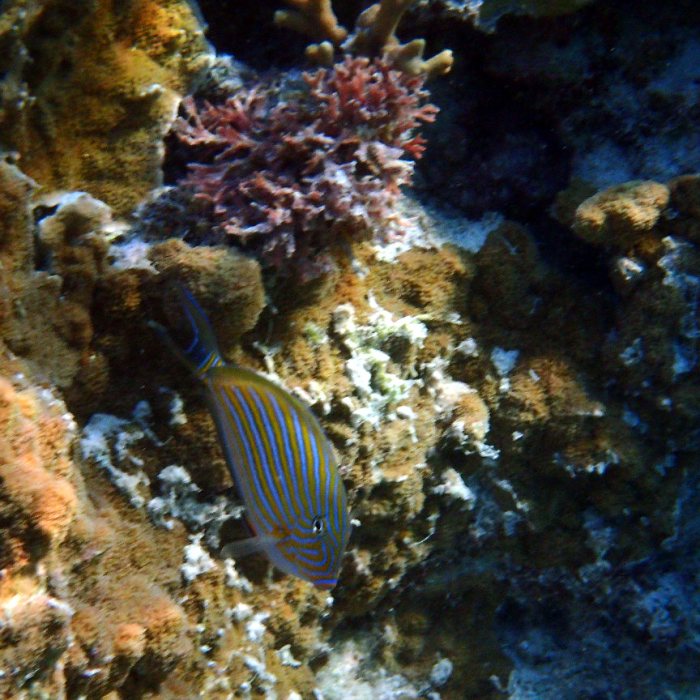 Acanthurus lineatus