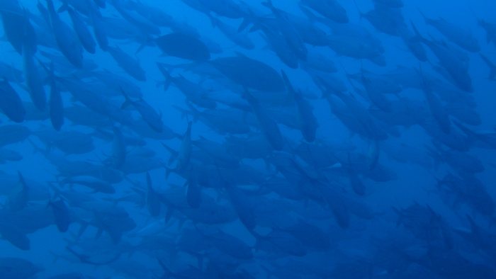 Carangoides gymnostethus
