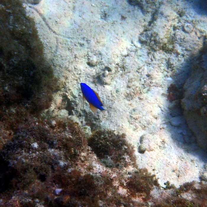 Chrysiptera taupou