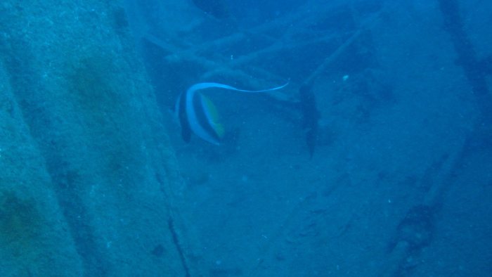 Heniochus acuminatus