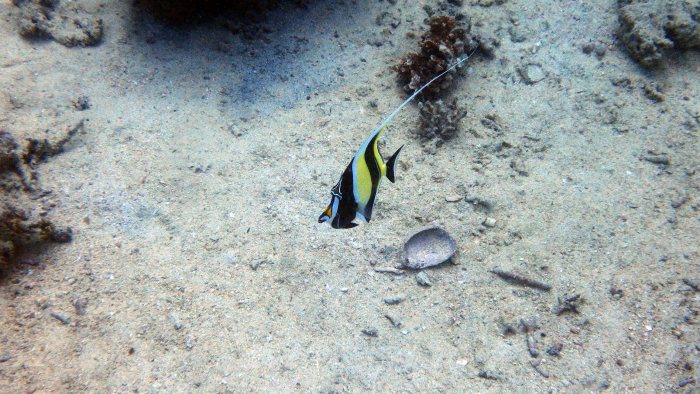 Zanclus cornutus