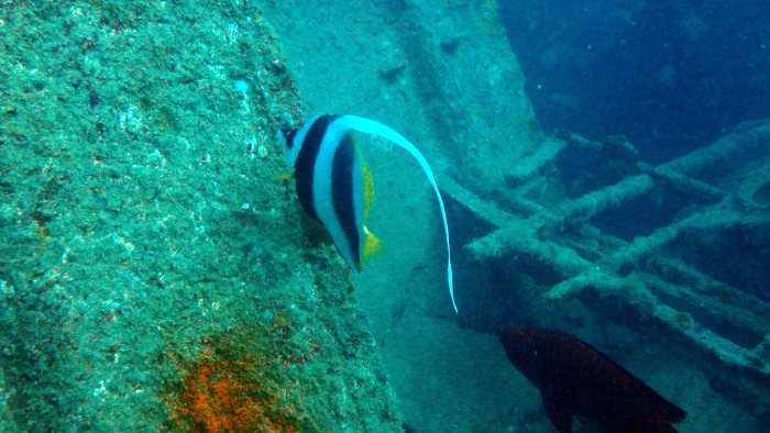 Heniochus acuminatus