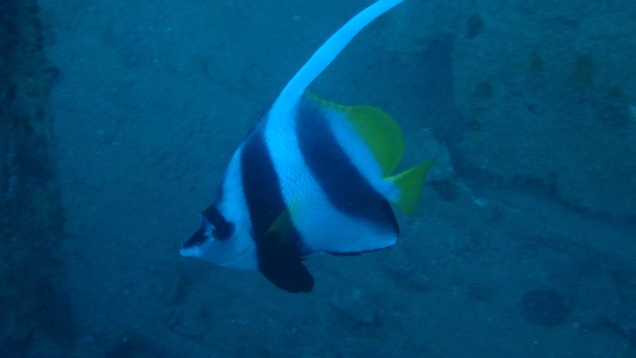 Heniochus acuminatus