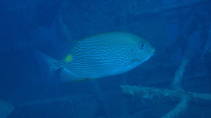 Siganus lineatus
