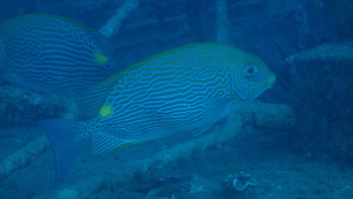 Siganus lineatus