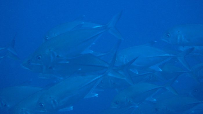 Carangoides gymnostethus