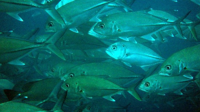 Carangoides gymnostethus