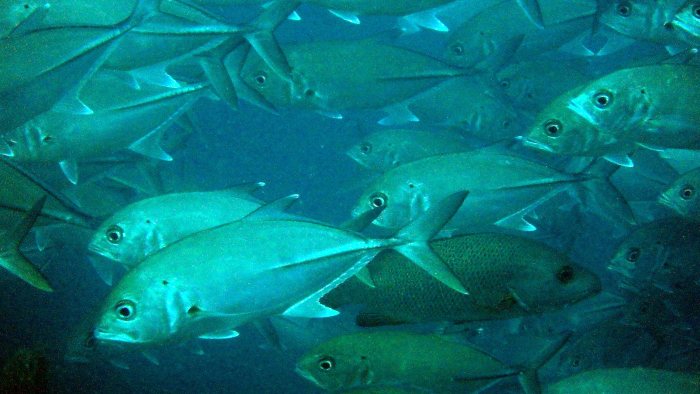 Carangoides gymnostethus