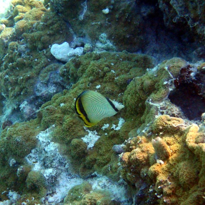 Chaetodon vagabundus