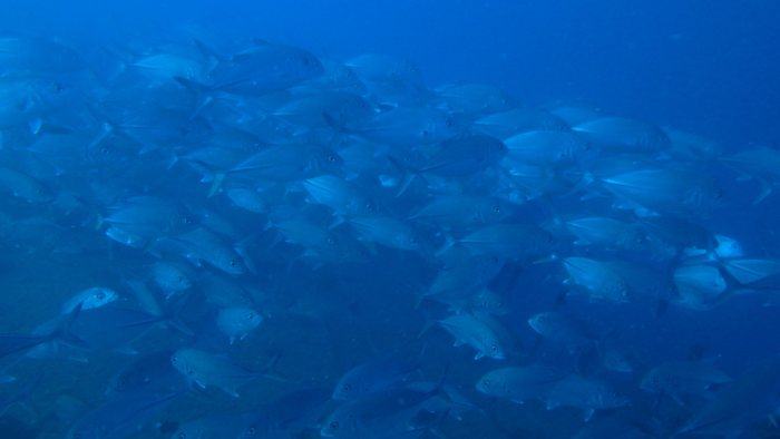 Carangoides gymnostethus
