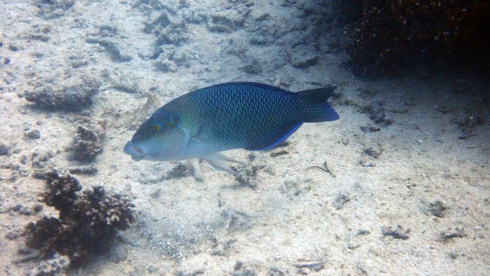 Hemigymnus melapterus