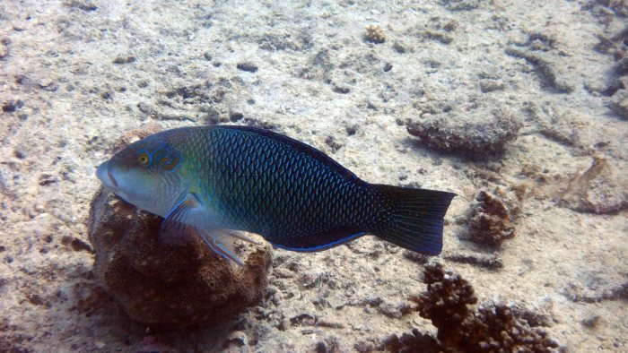 Hemigymnus melapterus