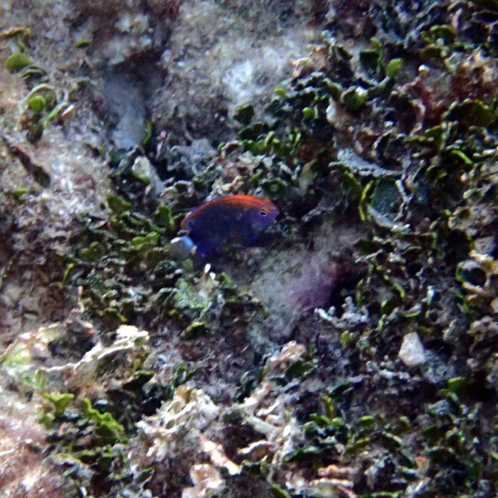 Pomacentrus bankanensis