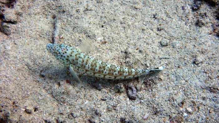 Parapercis hexophtalma
