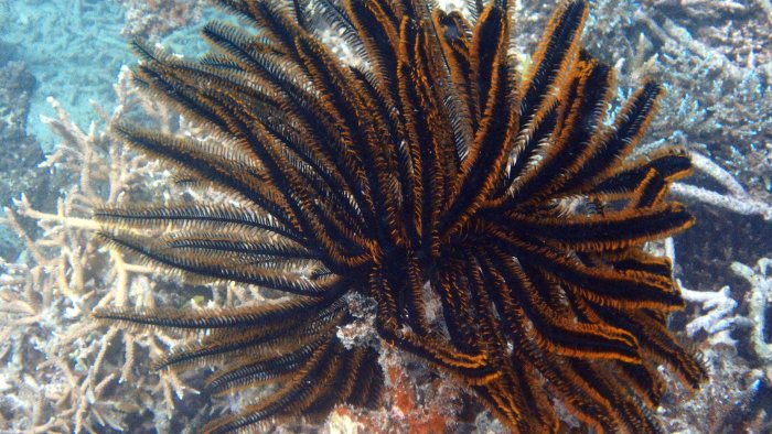 Anneissia (Oxycomanthus) bennetti