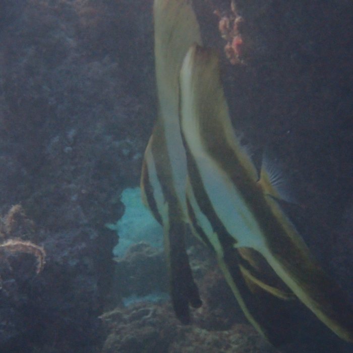 Platax orbicularis