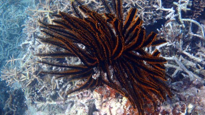 Anneissia (Oxycomanthus) bennetti