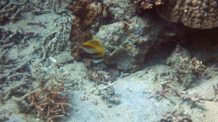 Coradion altivelis