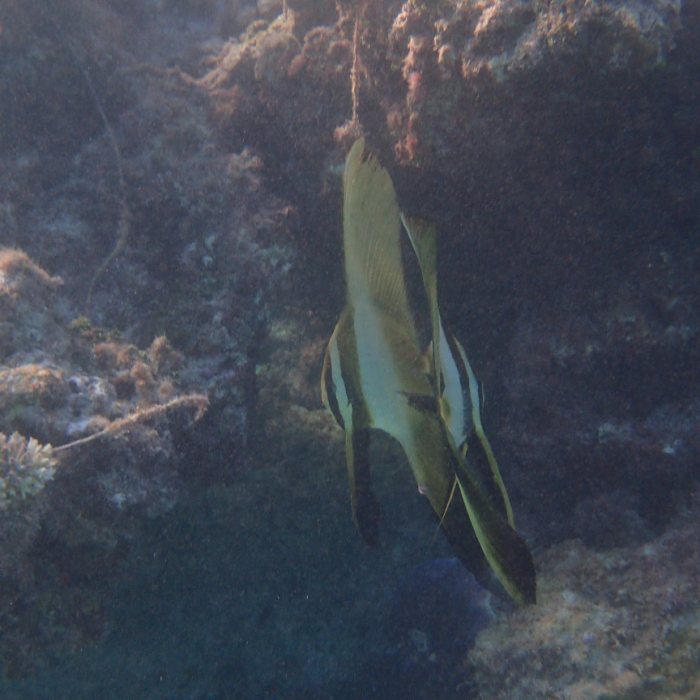 Platax orbicularis