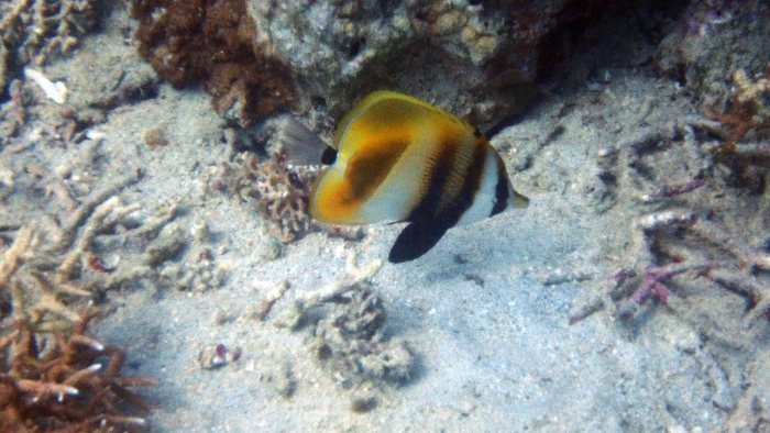 Coradion altivelis