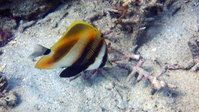 Coradion altivelis
