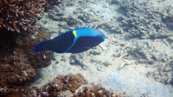 Scarus schlegeli