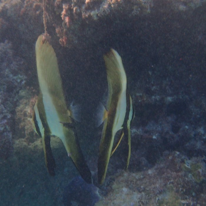 Platax orbicularis