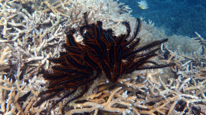 Anneissia (Oxycomanthus) bennetti