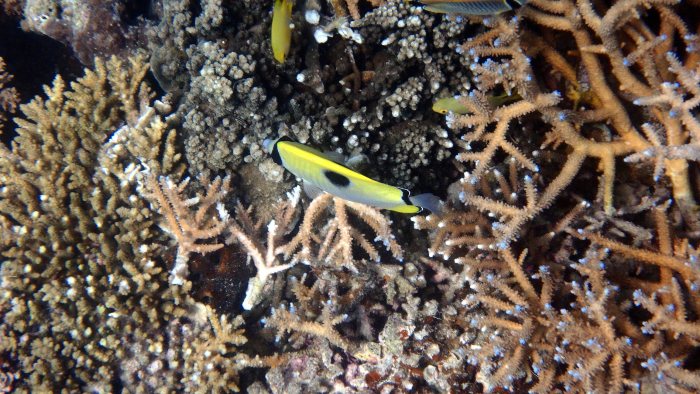 Chaetodon unimaculatus