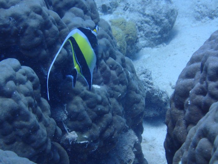 Zanclus cornutus