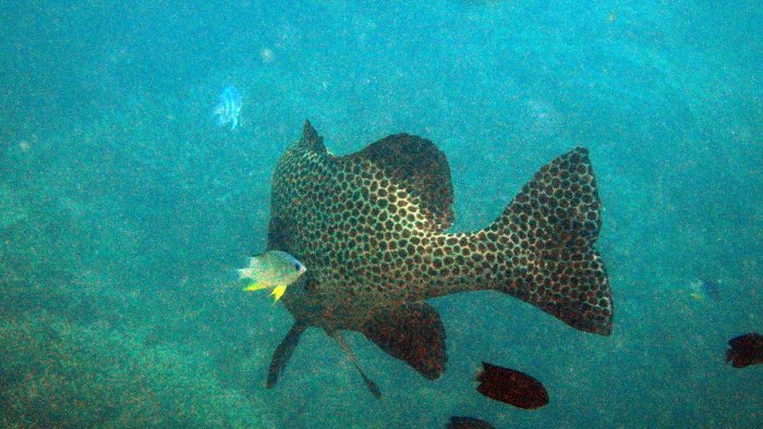 Plectorhinchus chaetodonides