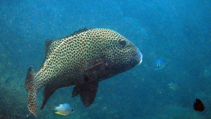 Plectorhinchus chaetodonides